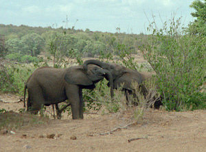 Baby elephants playing.